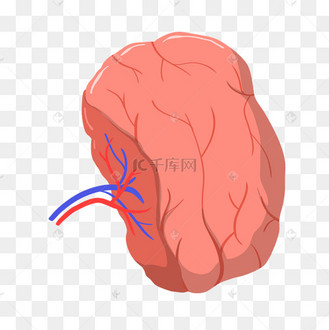脾脏手绘图图片