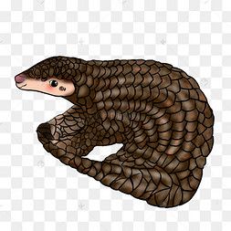 穿山甲保护动物