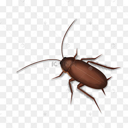 小强虫子张腿爬行蟑螂剪贴画恶搞名画加班马拉之死卡通手绘可爱女孩打