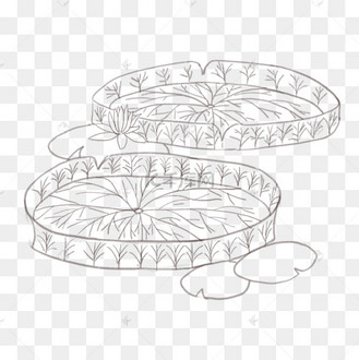 漂亮的王莲线描插画