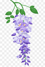 紫藤花图片 紫藤花图片素材免费下载 千库网 紫藤花图片 紫藤花图片素材免费下载 千库网