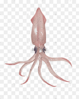 美味的乌贼手绘插画