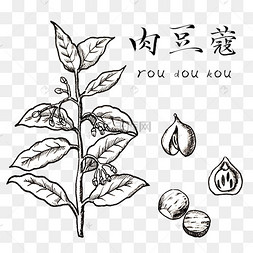 手绘黑白中药肉豆蔻装饰画