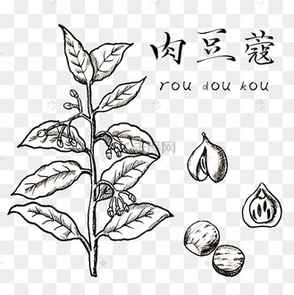 手绘黑白中药肉豆蔻装饰画
