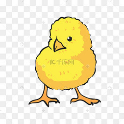 家禽小鸡仔手绘插画