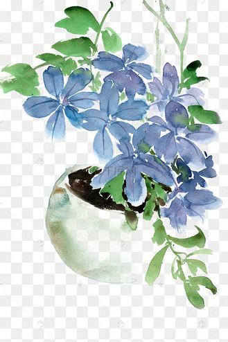 清雅的蓝花丹