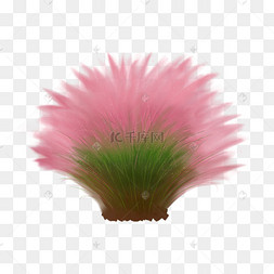 粉黛乱子草