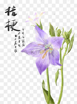 卡通小苗桔梗花装饰图案设计元素矢量ai手绘中药材茯苓桔梗橘皮手绘