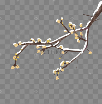 手绘积雪腊梅插画