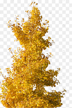 实景银杏树png图片-实景银杏树png图片素材免费下载-千库网