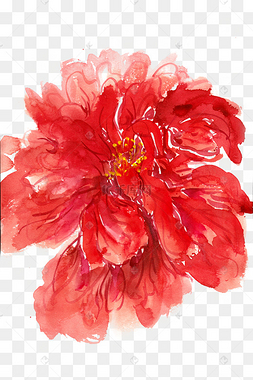 红色的重瓣朱槿