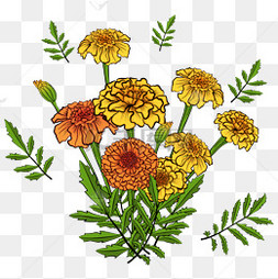 手绘黄色万寿菊花束