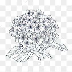 手绘植物线稿线描绣球花