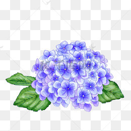 手绘植物水彩绣球花