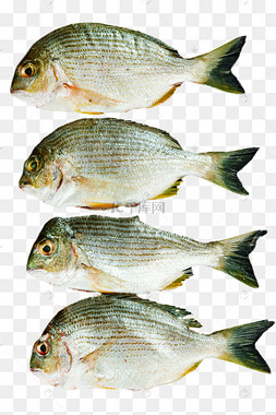 班头鱼小鱼食材