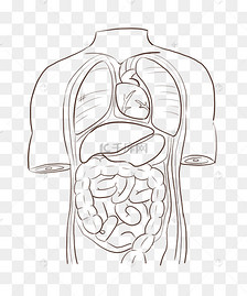 画人腹腔内脏的画图片