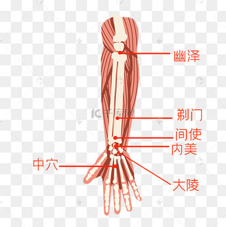 人体胳膊穴位
