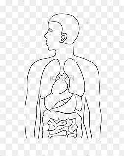 肾png图片-肾png图片素材免费下载-千库网
