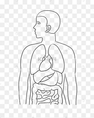 线描人体内脏