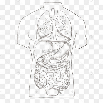 线描人体内脏