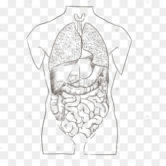 线描人体内脏