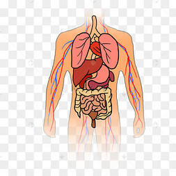人体内脏脏器人体上半身器官结构人体解剖学的男人人体解剖学科技风