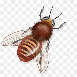 写实蜜蜂昆虫