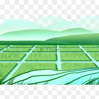 绿色稻田水田田地