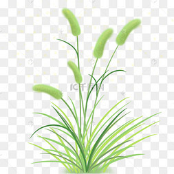 四季绿色长青狗尾巴草狼尾草草丛