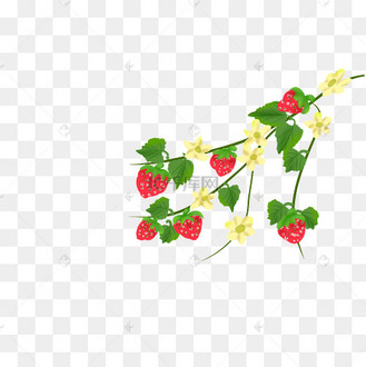 草莓藤水果草莓
