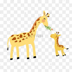 吃草的长颈鹿母子