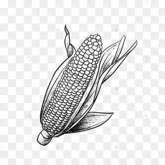 黑白线描蔬菜玉米