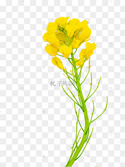 png下载psd水彩油菜花下载 png下载psd白色卡通c4d立体商务竞争拔河的
