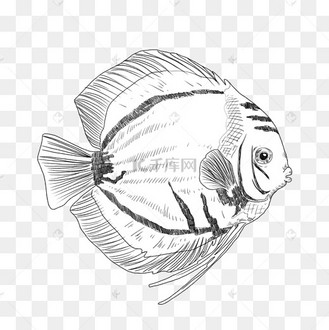 线描热带鱼动物