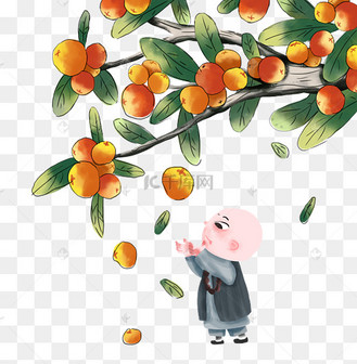 和尚伸手接枇杷成熟枇杷树