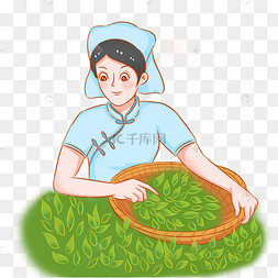 采茶采摘茶叶的女孩