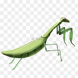 螳螂