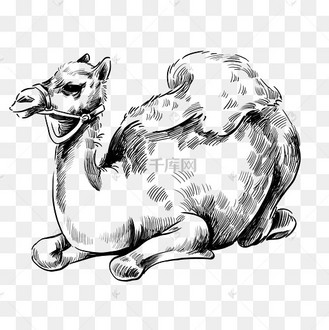 线描卧着的骆驼