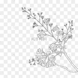 植物蓝花楹花朵