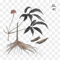 三七created with snap正版人参中草药药材正版下载 png下载psd线描中
