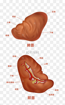 脾脏图片-脾脏图片素材免费下载-千库网