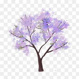 蓝花楹大树树木
