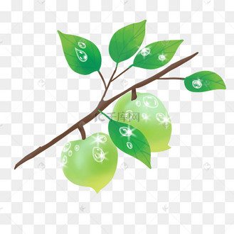 青梅果树