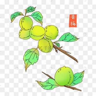 芒种青梅子