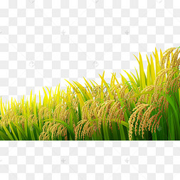 二十四节气小满水稻风景