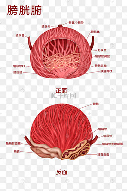 膀胱图片膀胱图片素材免费下载千库网