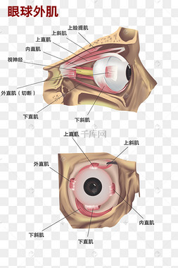 眼肌解剖图片