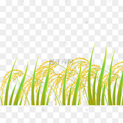 水稻稻子稻穗