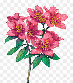 水彩花卉植物杜鹃花