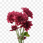 菊花束图片 菊花束图片素材免费下载 千库网 菊花束图片 菊花束图片素材免费下载 千库网